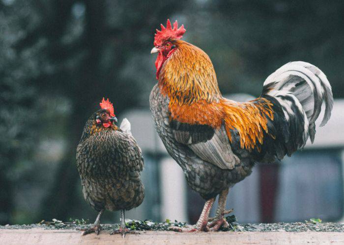 A chicken and a rooster in vibrant colors.